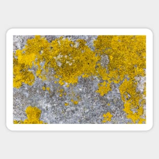 Vivid Yellow Mold Growth Sticker